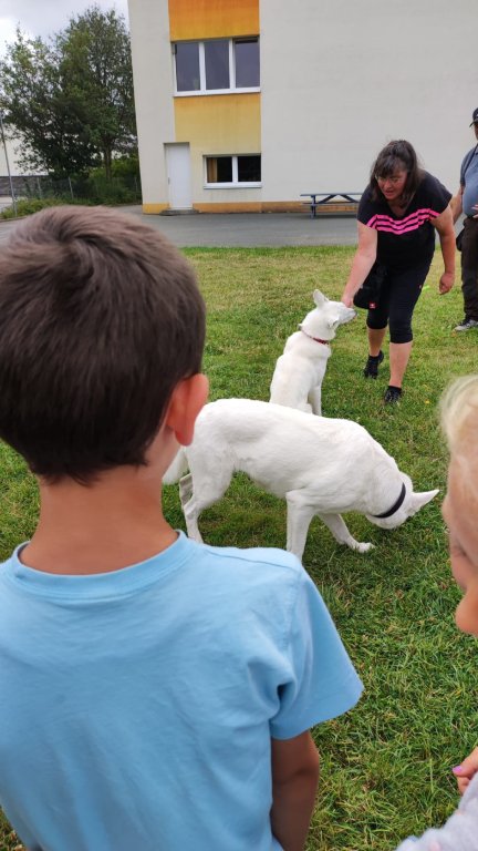 Hund